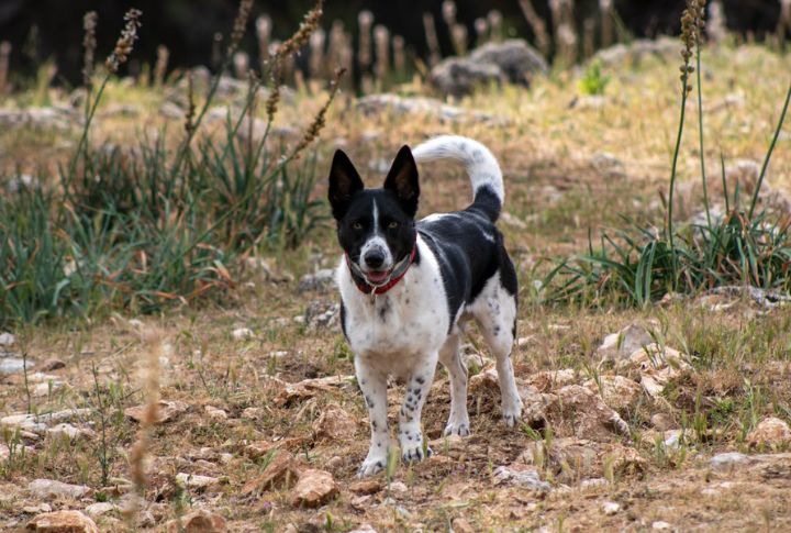 Border Collie