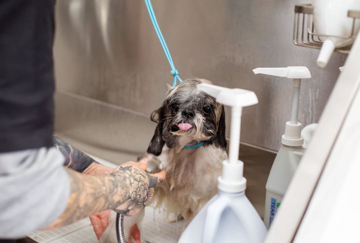 Brush Your Dog's Teeth Daily