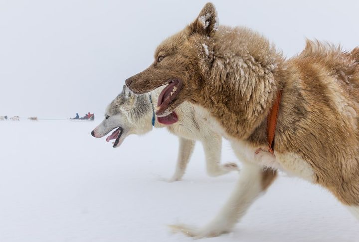 Rare Outside Greenland