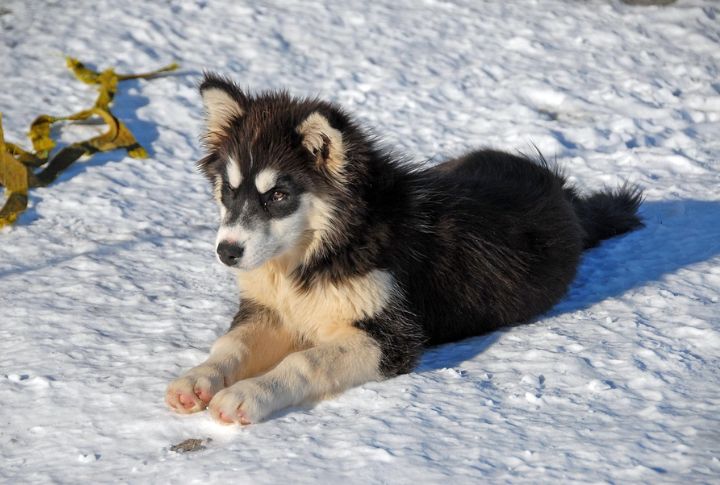 Resistant To Frostbite