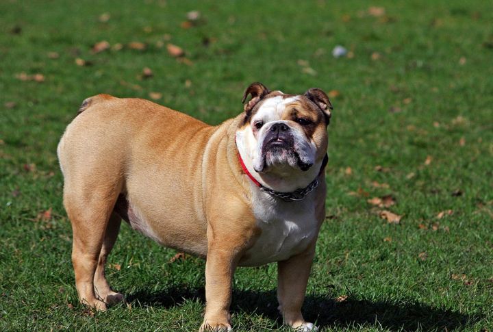 Bulldog – Brachycephalic Airway Syndrome
