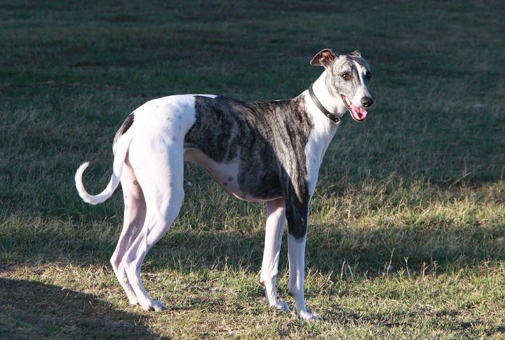 Shadow For A Greyhound