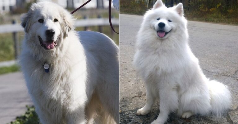 10 Dog Breeds That Could Pass For A Samoyed’s Cousin