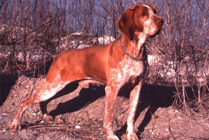 High Endurance And Adaptability In Varied Terrains