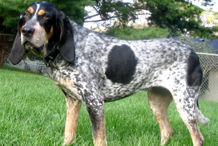 Bluetick Coonhound