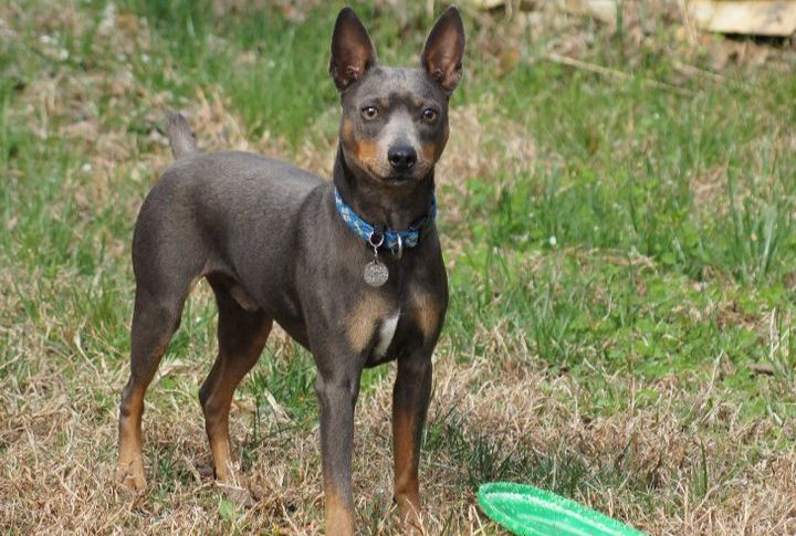 Hairless By Nature, Not By Design