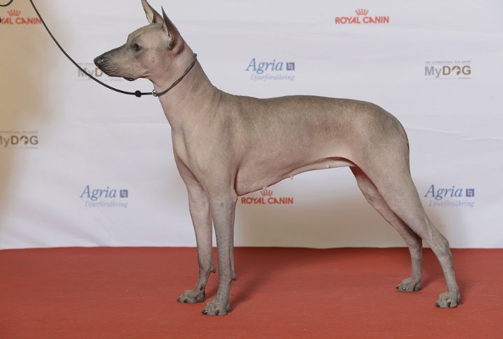 Xoloitzcuintli