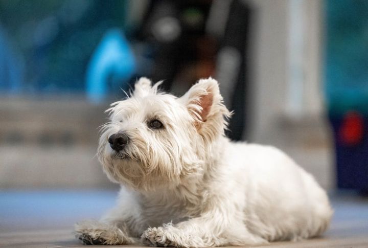 Scottish Terrier – Bladder Cancer