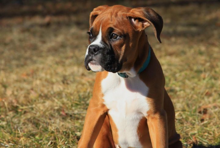 Rubble For A Boxer