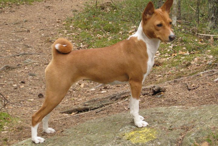 Basenji
