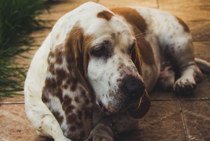 Basset Hound – Severe Combined Immunodeficiency (SCID)