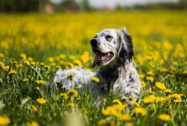Meadow For An English Setter