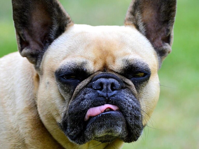 french bulldog, domestic animal, dog, pet, funny, bulldog, animal, attentive, cute, french, portrait, snout, nature, fur, leisure time, purebred dog, outdoors, friendly, bully, frenchie, sublime, expression, bat ears, for the laugh, female dog
