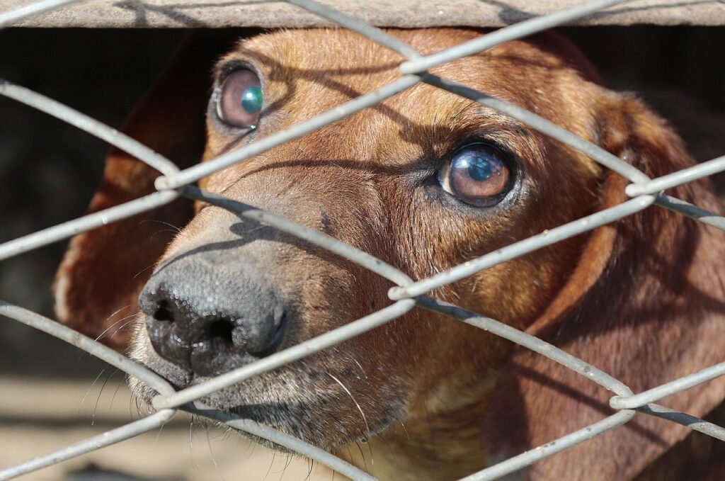 dachshund, cell, dog, nature, animal, pet, friend of human, views, eyes, a small dog, sad dog, captivity, yearning