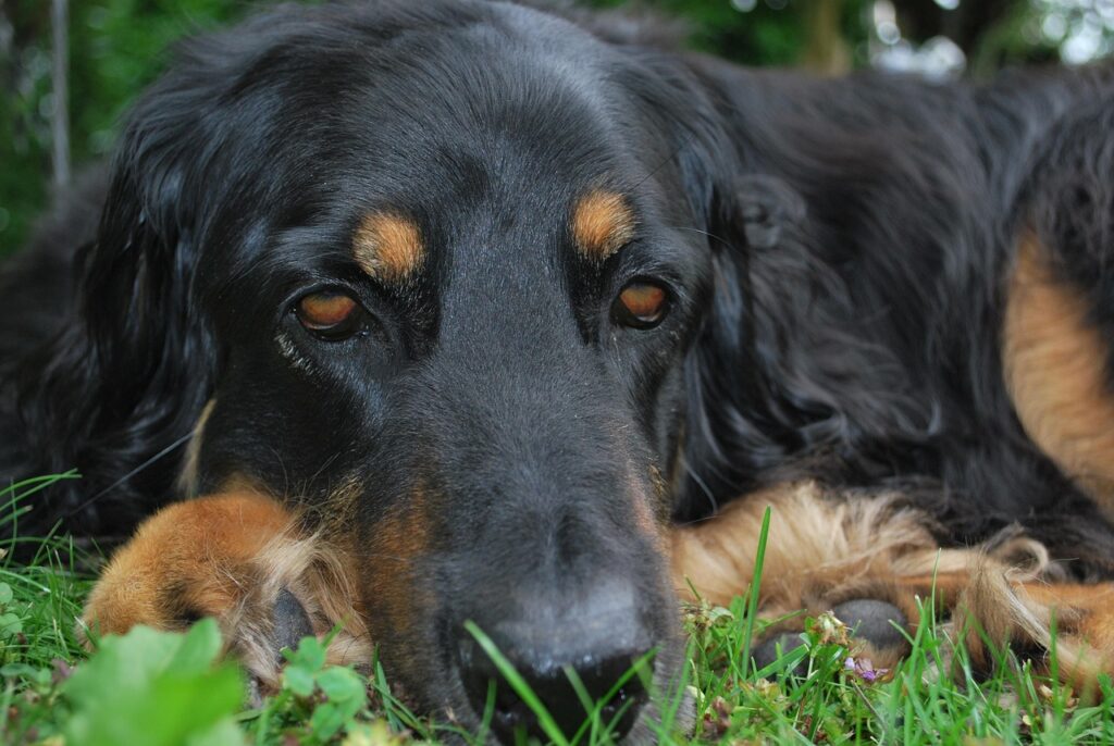 dog face, hovawart, sad, hovawart, hovawart, hovawart, hovawart, hovawart