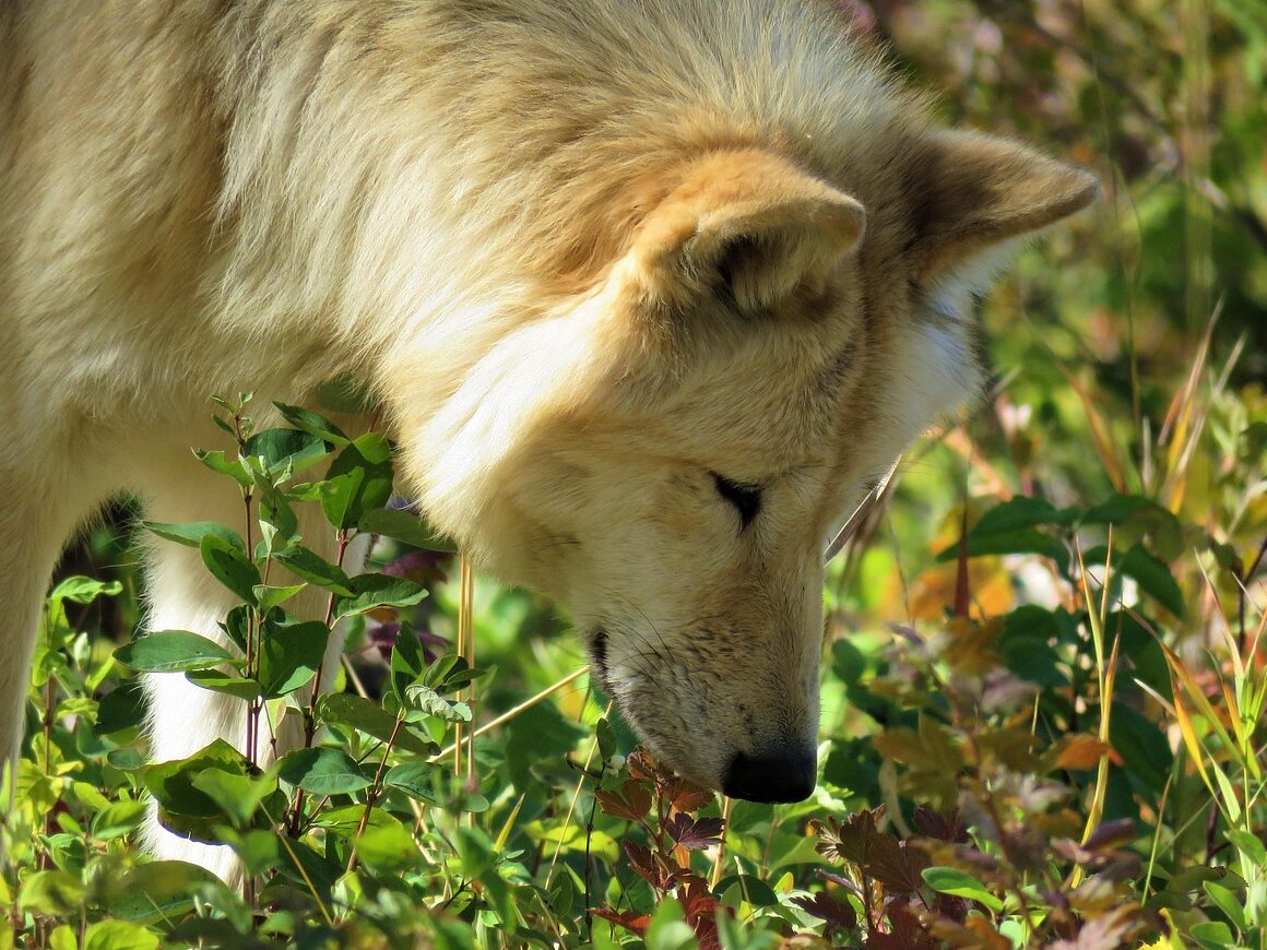 wolfdog, wolf, animal, dog, hunting, pet, sniffing, smelling, nature, forest, bushes, sanctuary, yamnuska