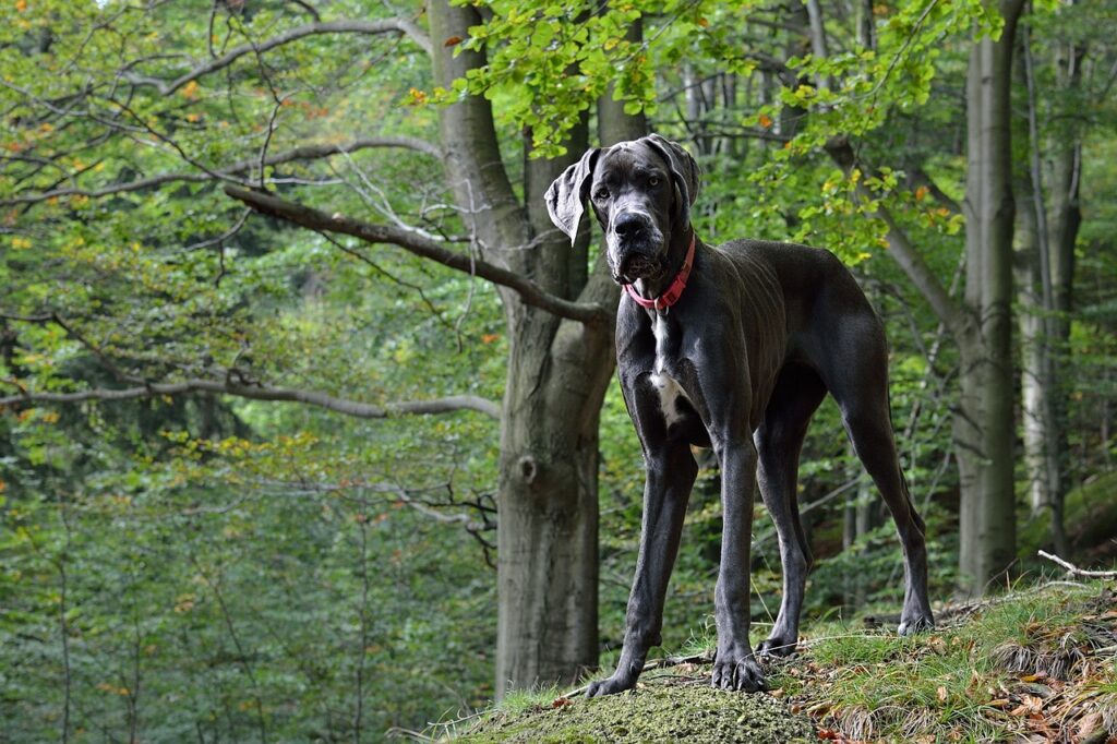 great dane, portrait, animal, pet, dog