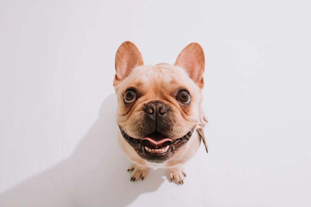 Cute French Bulldog looking up with a joyful expression. Perfect for pet lovers.