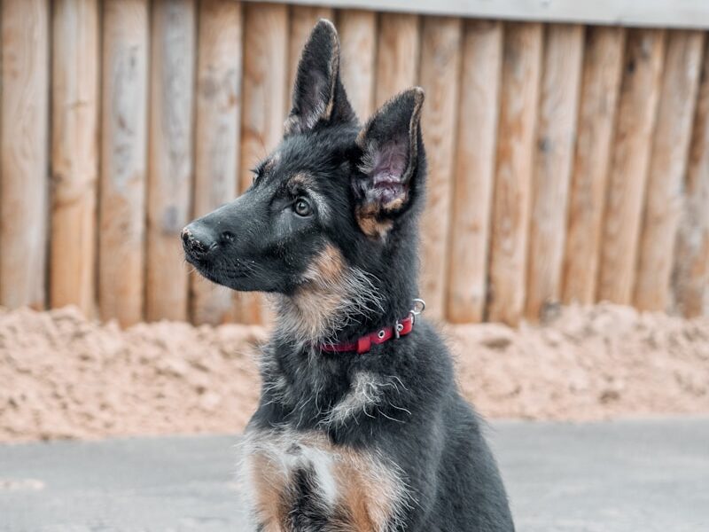 black and tan german shepherd sitting on gray concrete floor during daytime