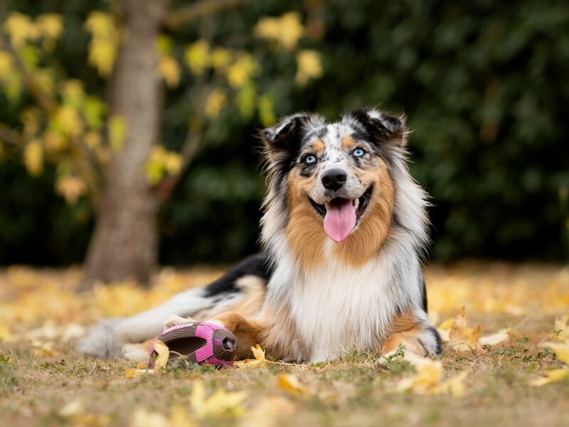 white black and brown long coated dog lying on ground during daytime