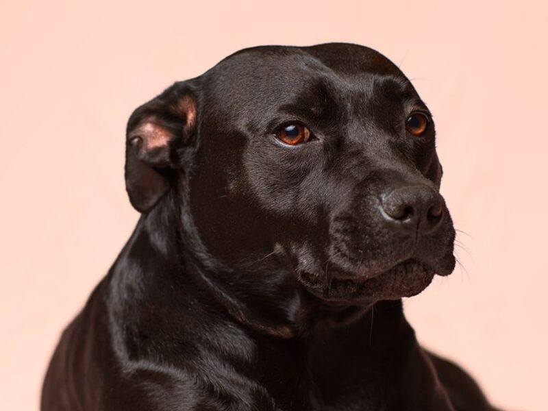 black smooth-coated dog
