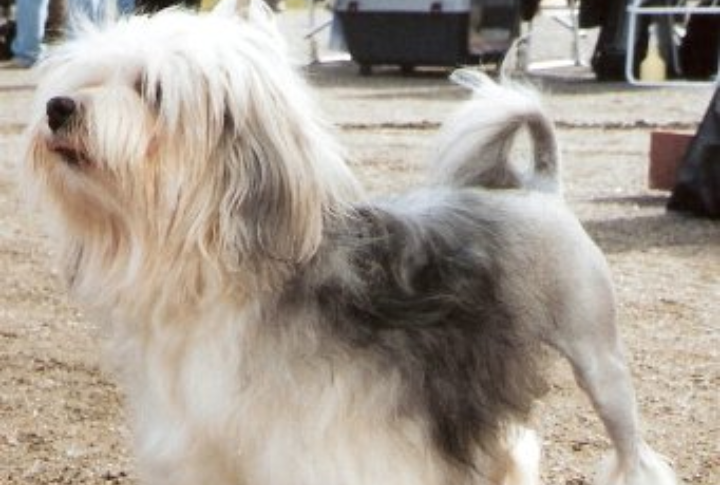 Meaning Of “Little Lion Dog”
