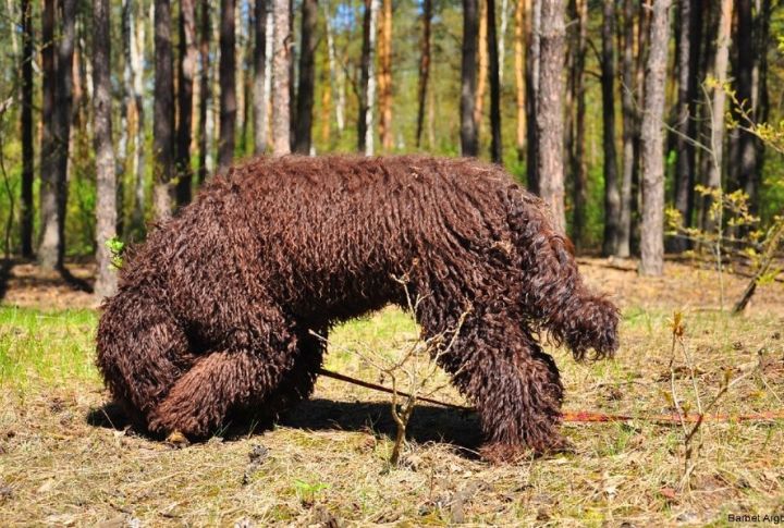 The Barbet’s Role In Waterfowl Hunting