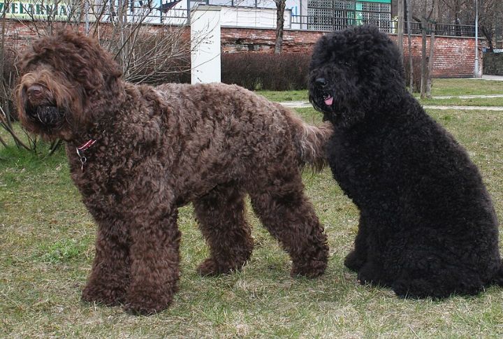 The Barbet’s Connection To The Poodle