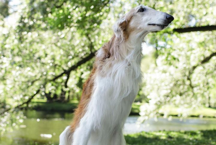 Distinctive Silky Coat