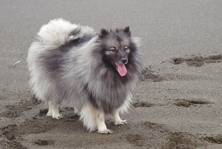 Their Plush Coat Has A Natural Dirt-Repelling Texture