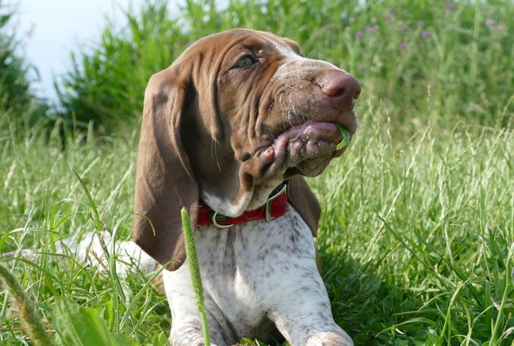 Soft Mouth Ideal For Gentle Retrieval