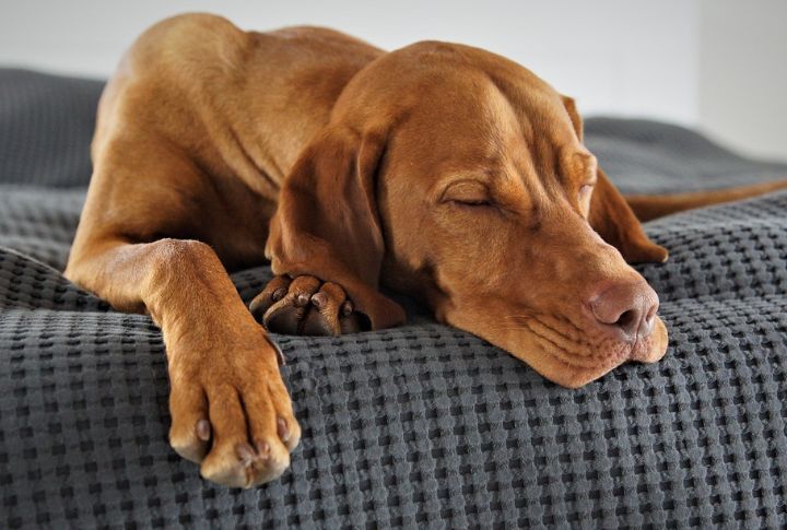 Sleeps More Than Expected