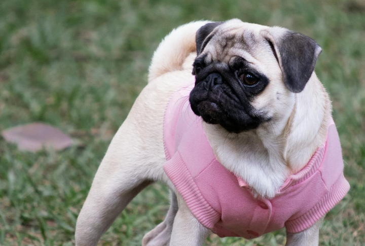Pug Dog Encephalitis