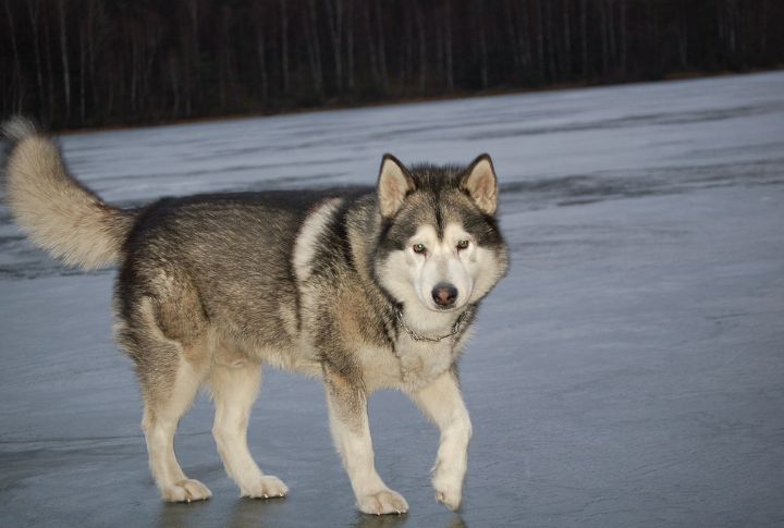 Alaskan Malamute