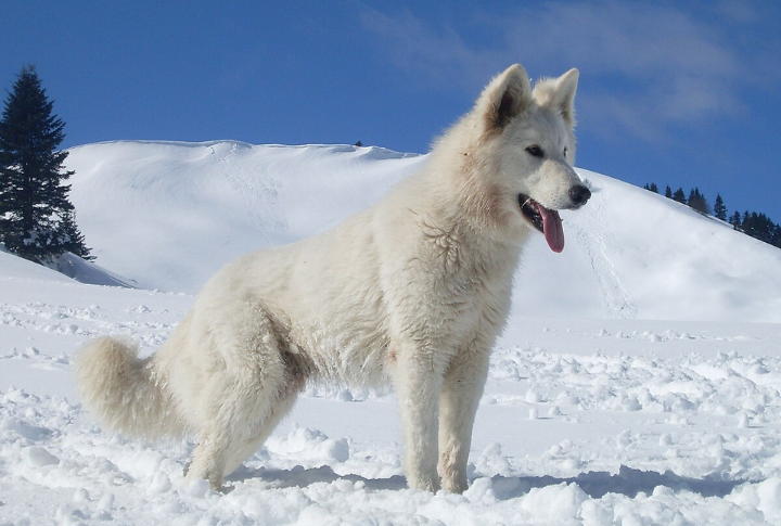 Snow-White Majesty