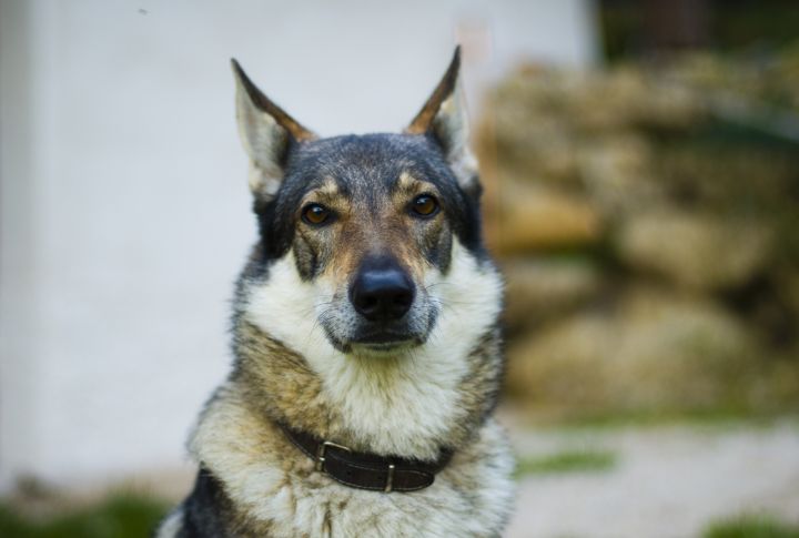 Unique Appearance Of The Czechoslovakian Wolfdog