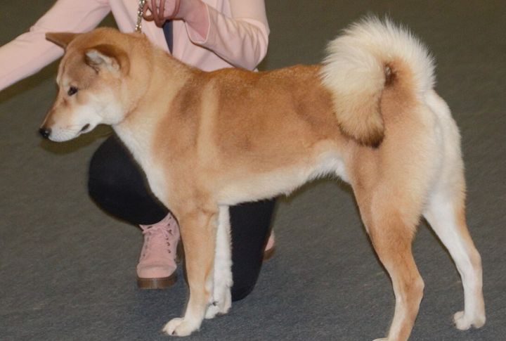 Distinctive Curled Tail