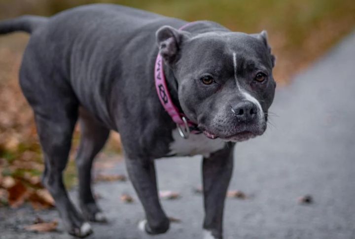 John Wick Adopts A Pit Bull From A Kill Shelter