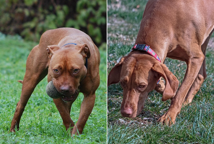 Strong Hunting Instinct May Lead To Chasing Small Animals