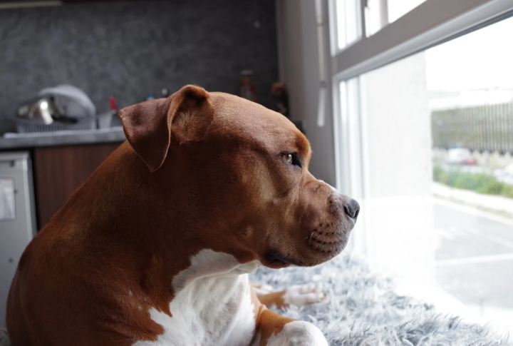Prone To Separation Anxiety Without Company