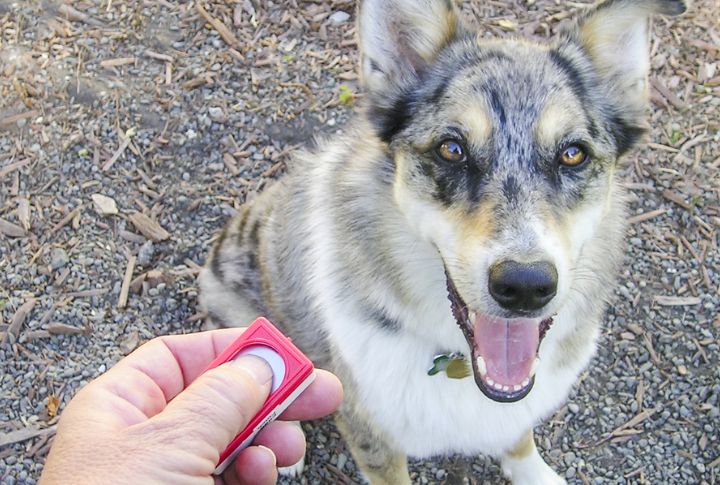 Clicker Conditioning