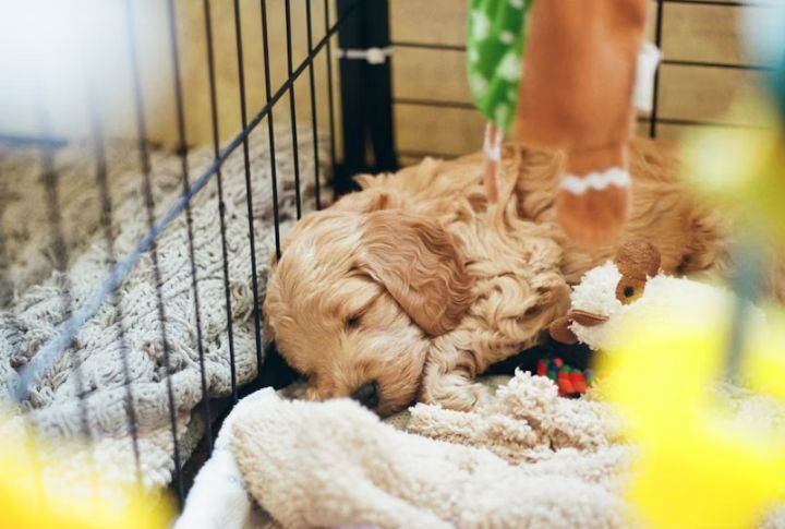Dogs Feel Secure In Den-Like Spaces