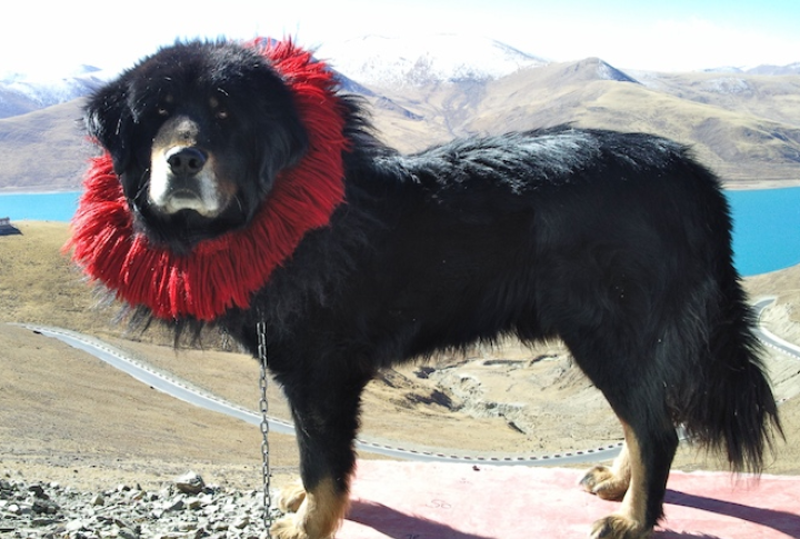 Tibetan Mastiff