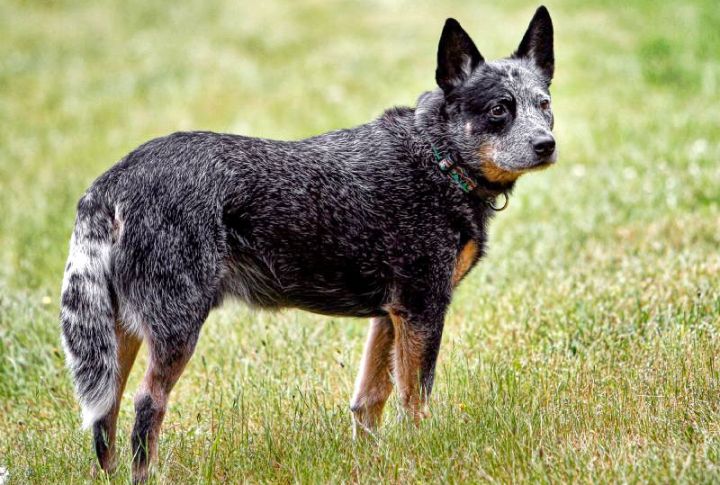 Australian Cattle Dog