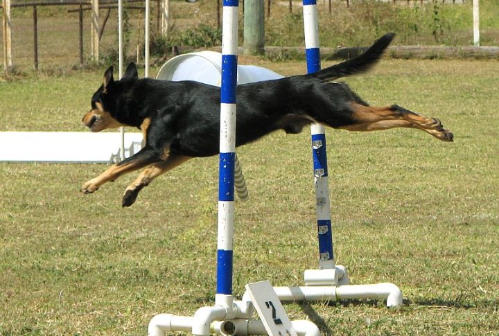 They Resist Repetitive Training Routines