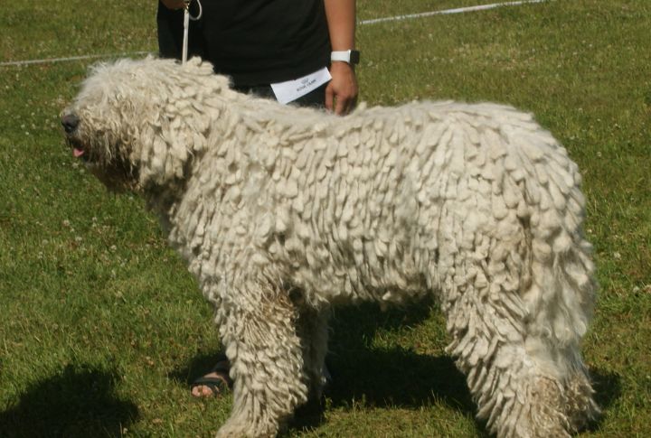 Origins As A Hungarian Livestock Guardian