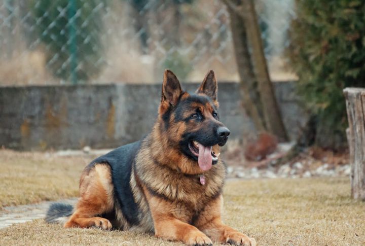 German Shepherd – Degenerative Myelopathy