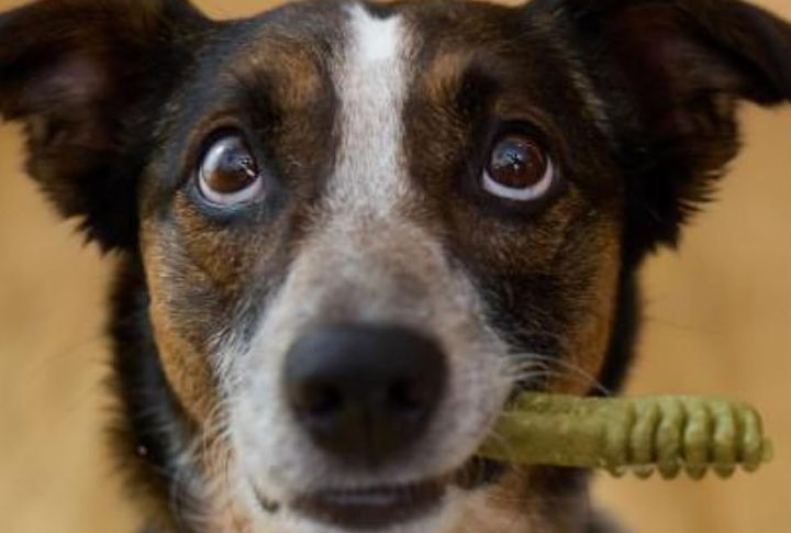Provide Dental Chews