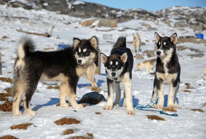 Unmatched Endurance In Deep Snow