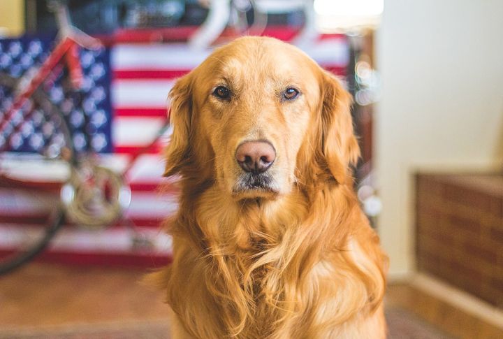 Golden Retriever – Hemangiosarcoma